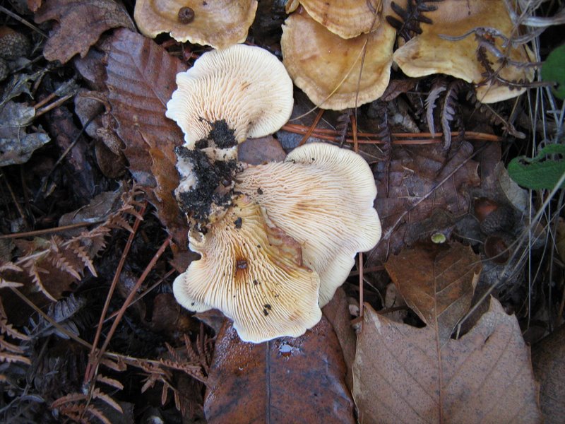 Funghi dalla Castellina